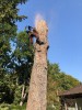 Larix Baumpflege